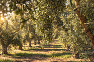 Nevadillo EVOO 500ml