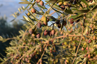 Elisi Grove Kalamata EVOO 500ml