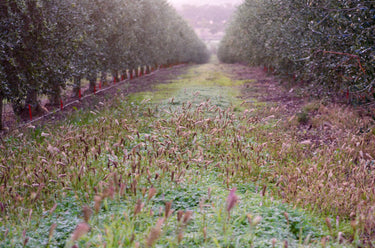 Elisi Grove Kalamata EVOO 500ml