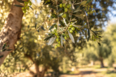 Koroneiki EVOO 500ml
