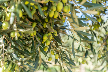 Nevadillo EVOO 500ml