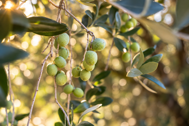 Signore EVOO 500ml